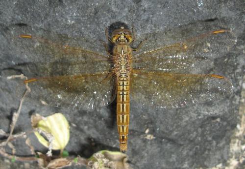 Brachythemis contaminata